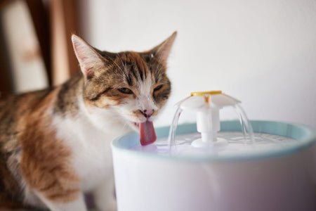 Pet Water Fountain