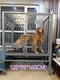 Medium and Large Dogs with Toilet Thickened Corgi Golden Retriever/German Shepherd Pet Cage